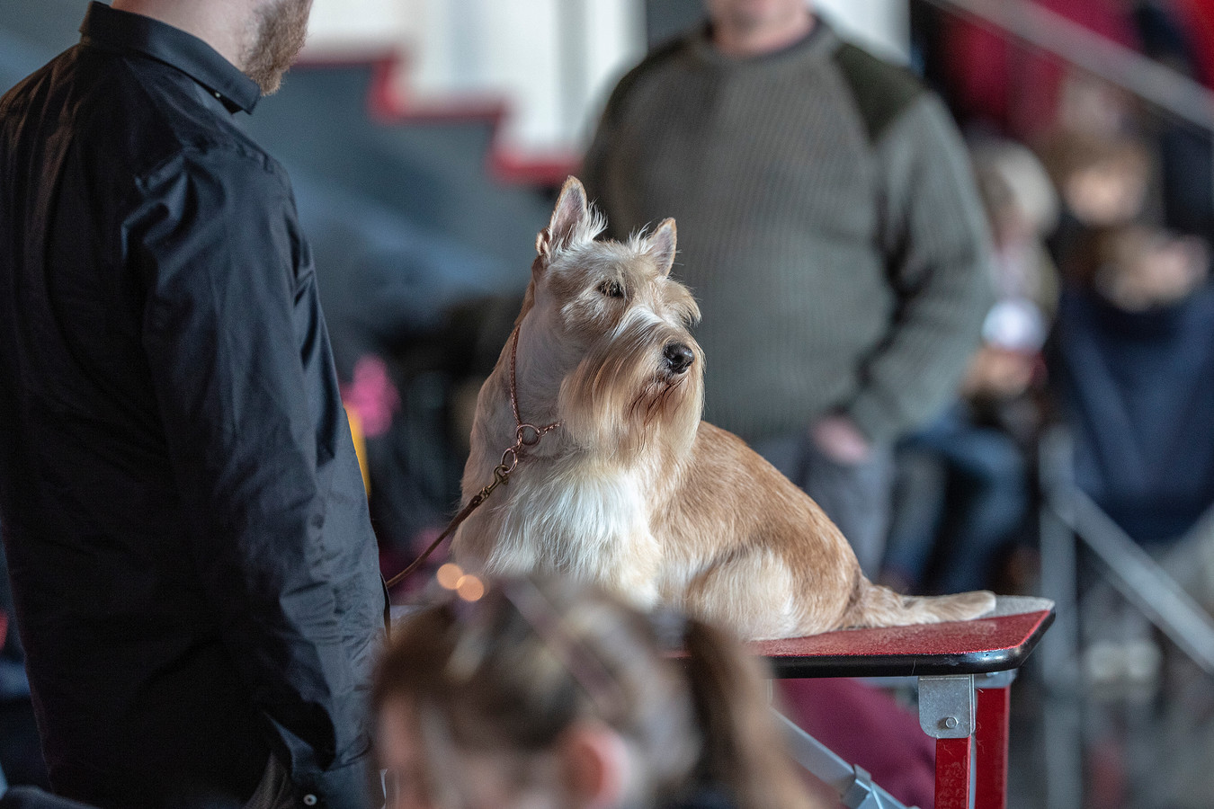 Hard werken én mooi zijn voor 104 honden in Winterswijk Foto