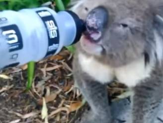 Verhitte koala krijgt slokje water, maar hij zuipt meteen hele drinkbus leeg