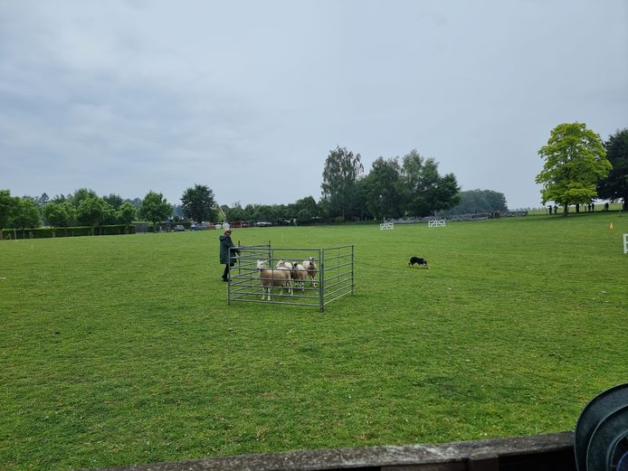 In het Vlaams-Brabantse Essene vindt dit weekend het Belgisch kampioenschap schapendrijven plaats.