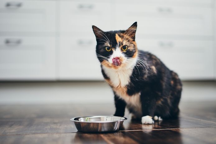 Leur Delicieux Pate Etait En Realite De La Nourriture Pour Chats Insolite 7sur7 Be