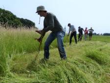 Maaiers uit het hele land naar Flevoland voor ‘het gevoel van maaien met een zeis’