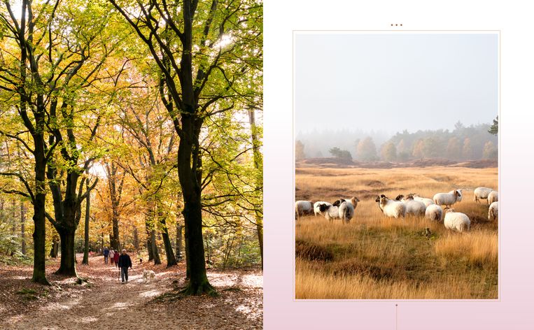 Dit zijn de mooiste plekjes op de Utrechtse Heuvelrug - Libelle