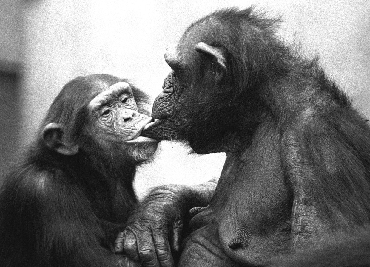 Frans de Waal: ‘Mensen denken soms: als je naar de apen kijkt, zie je de biologie van ­gender, maar je ziet in feite ook allerlei ­culturele variaties.’  Beeld RV