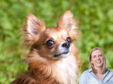 Een hondje van het goeie leven; het baasje eet wel een boterham minder