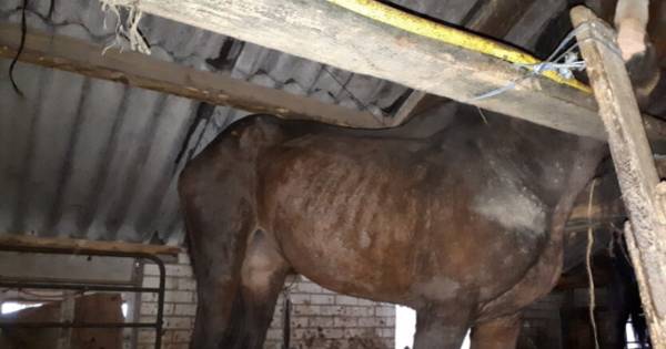Tot aan knieën in de mest: 14 paarden uit ernstig vervuilde schuur gered