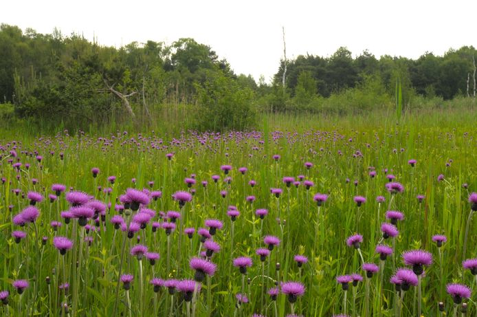 Beeld van de heide. Op 23 april staat er een informatieve excursie op de rol.