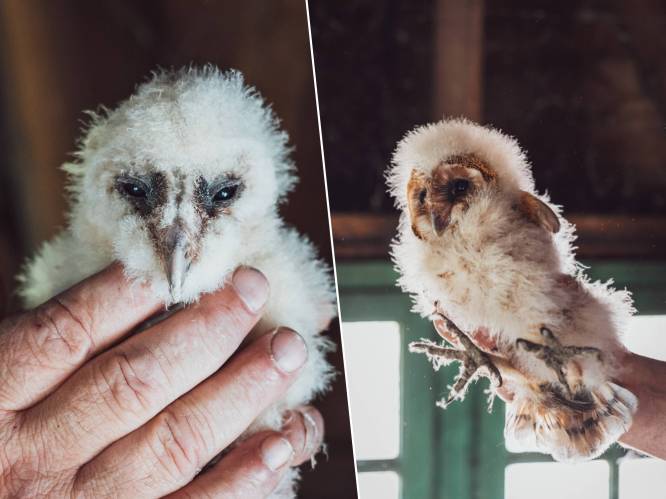 Vijf kerkuiltjes groeien op in toren van het gemeentehuis: “Ze eten elk tot drie muizen per nacht”