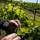 Siberië maakt Franse wijn