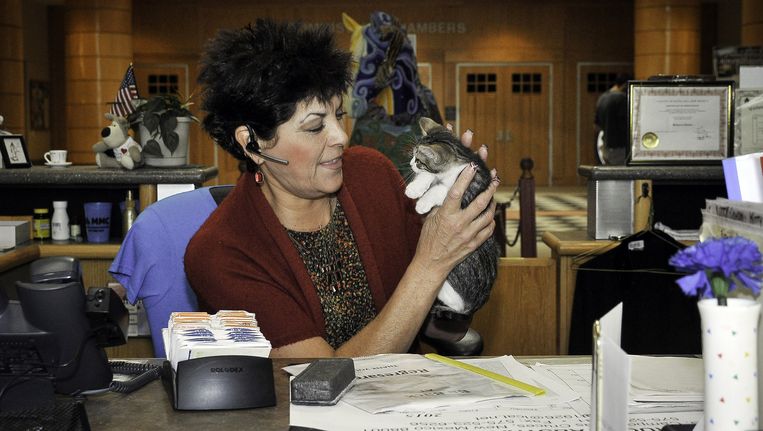 Bij het beftij Doña Ana County wordt onderzocht wat de invloed van een kat op de werksfeer is. Beeld ap