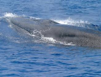 Nog maar net ontdekt, en nu al bedreigd: wetenschappers treffen nieuwe soort walvis aan