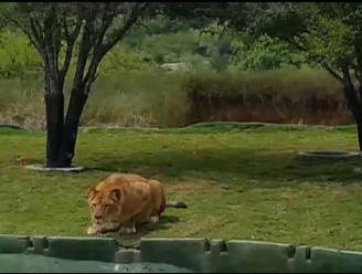 Oeps! Leeuw gaat compleet de mist in