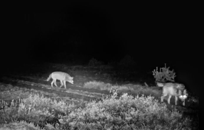 Een wolf wandelt samen met wolvin op Zuid-Veluwe.