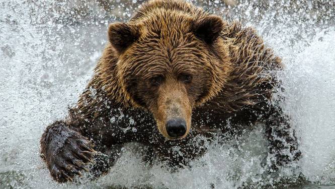 Mamabeer bijt wandelaar nadat zijn hond haar welpjes achtervolgde