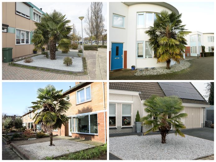 Palmbomen in de Nederlandse voortuinen.