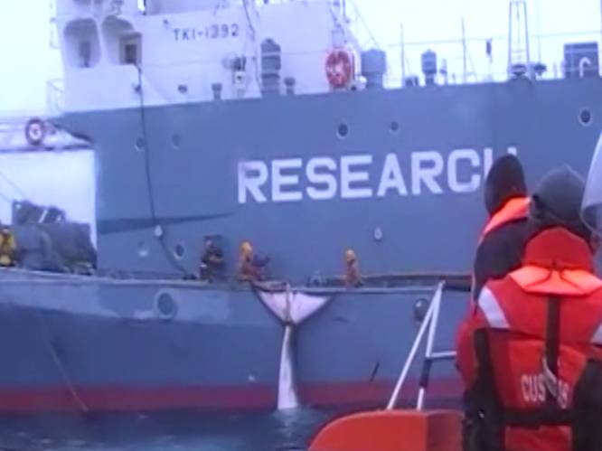 Rechter verplicht Australië choquerende beelden vrij te geven van Japanse walvisvangst