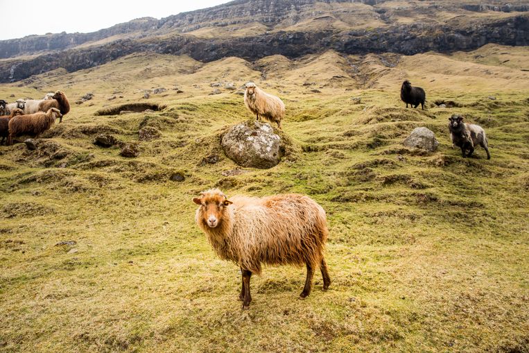 Hier wonen meer schapen dan mensen. Beeld Marie Wanders