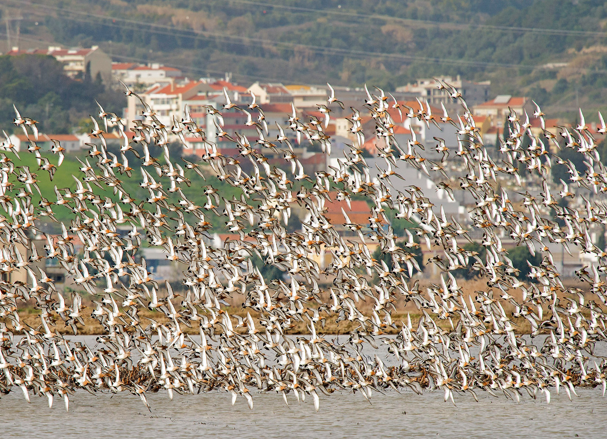 Een grote groep grutto’s in vlucht boven een rijstveld langs de rivier de Taag in de omgeving van Lissabon. De in Nederland broedende grutto’s foerageren in het vroege voorjaar op deze rijstvelden, voordat ze in een keer  terugvliegen naar Nederland.  Beeld Hollandse Hoogte / Nederlandse Freelancers