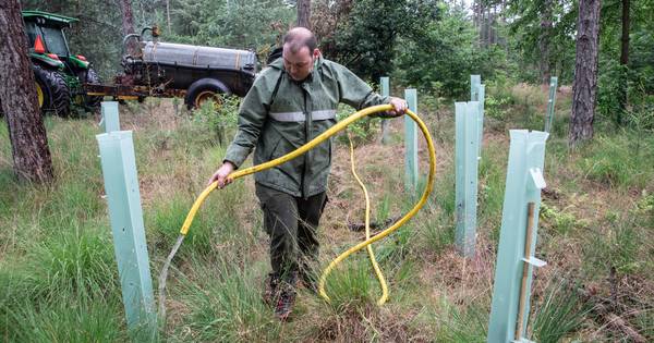Staatsbosbeheer rijdt met watertank door de bossen bij Leende om jonge boompjes van droogte te redde
