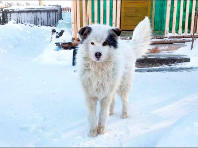 Hond houdt peuter twee dagen in leven nadat moeder hem in Siberische vriestemperaturen buiten achterlaat