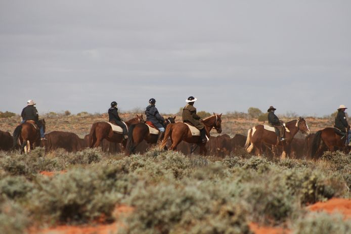 Toeristen helpen met het bijeendrijven van vee in 's werelds grootste veestation in Anna Creek in Zuid-Australië.