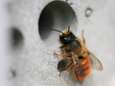Cette brique innovante peut sauver les abeilles solitaires