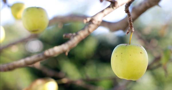 Pluktuin Colijnsplaat moet pleisterplaats worden | Bevelanden - PZC