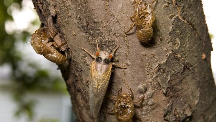 Trekt maiszetmeel insecten aan