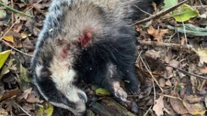 Staatsbosbeheer jaagt op dassendoder op de Noord-Veluwe: ‘Is het de kick van schieten op een dier?’
