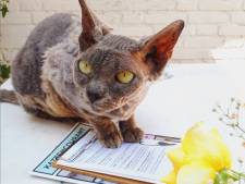 Wat de dierenarts betreft moet fokken van dit kattenras zo snel mogelijk verboden worden