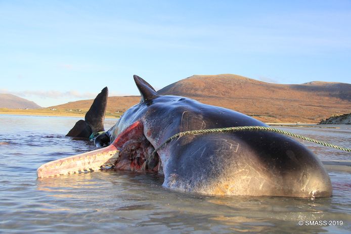 De aangespoelde walvis bij de kust van het eiland Harris.