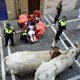 Nooit eerder zoveel doden bij stierenrennen in Spanje
