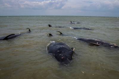 Une quarantaine de baleines s'échouent sur une plage en Indonésie