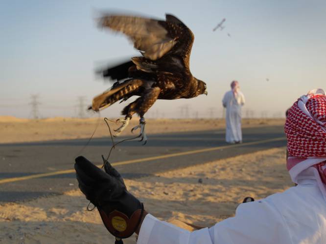 Hoe een valkenjacht en een ontvoering Qatar bijna een miljard kostte