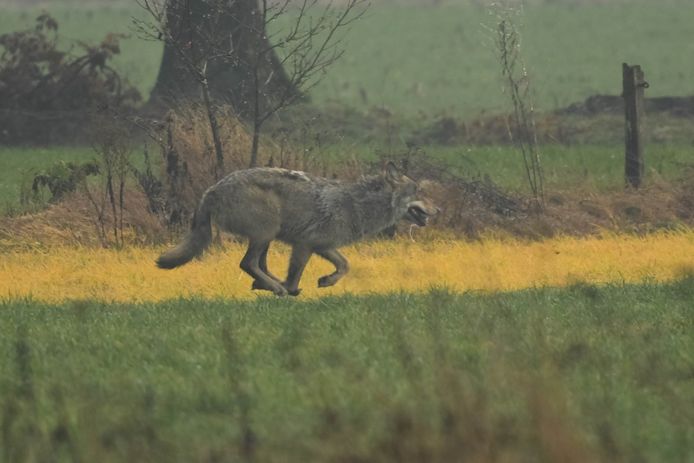 Eén van de wolven in Noord-Limburg beet dit weekend een damhertje dood. (Archiefbeeld)