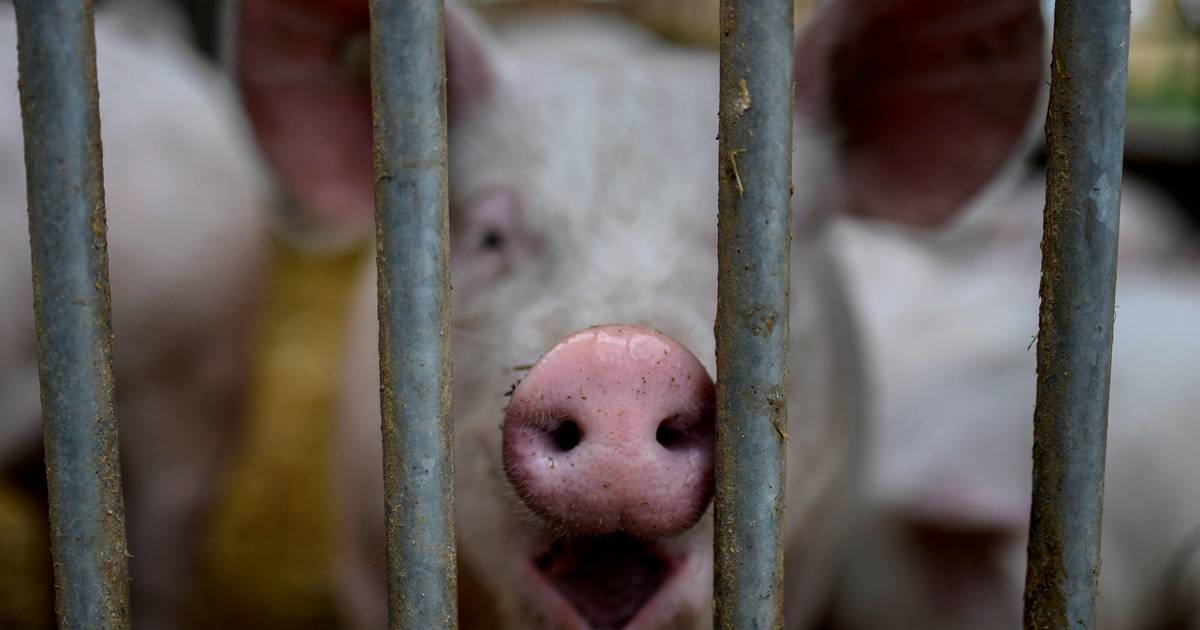 Slaughtered the lowest number of pigs and cattle in decades |  internal