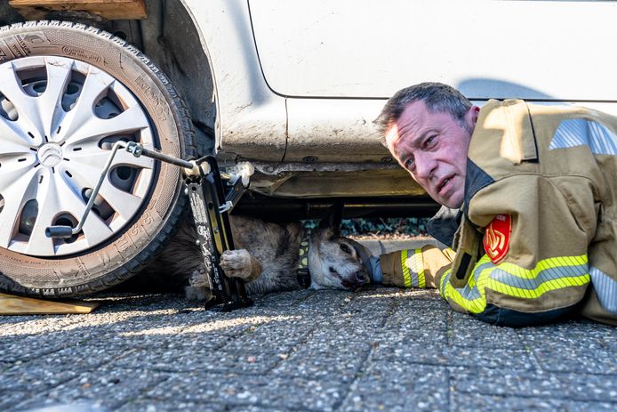 De brandweer bevrijdde een hond die onder een auto kwam na een aanrijding.