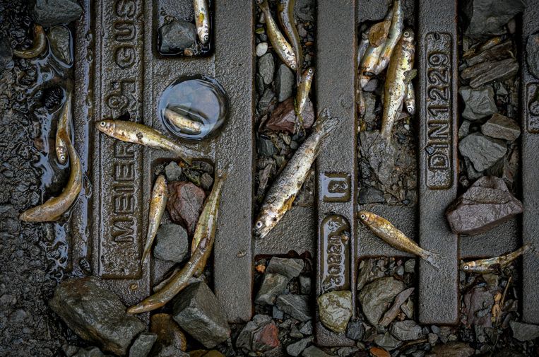 Overstromingswater brengt onder meer dode vissen met zich mee, zoals hier in Hagen, Duitsland in juli van dit jaar.  Beeld Getty