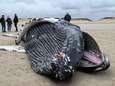 Une baleine à bosse de presque dix mètres s'échoue sur une plage du Pas-de-Calais