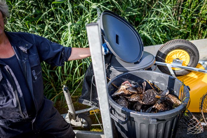 Maandag haalden medewerkers van het waterschap Vechtstromen 160 dode vogels uit het Kristalbad.