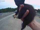 Bodycambeelden tonen hoe agent kitten redt van drukke snelweg