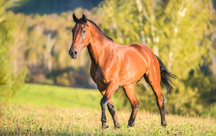 Het paard had een ernstige wond die volgens de dierenarts direct moest worden behandeld. De geneeskundige lapte daarbij onbewust regels aan haar laars. Beeld van het paard is ter illustratie en niet het dier in kwestie.
