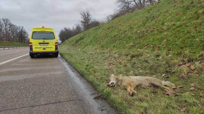 Opnieuw wolf doodgereden op de N74: “Jongere dieren kunnen verkeersgevaar niet goed inschatten”