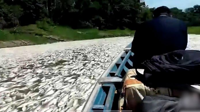 Een bootje vaart tussen duizenden gestikte vissen.