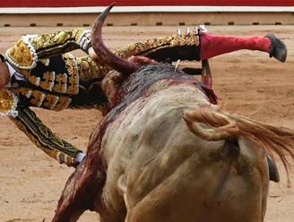 Is dit de slechtste toreador ooit? Al vijf keer stond hij in de arena, evenveel keer raakte hij zwaargewond