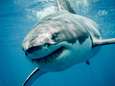 Vissers vangen witte haai voor kust van vakantie-eiland Djerba