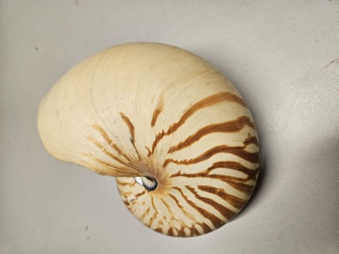 Een nautilusschelp.