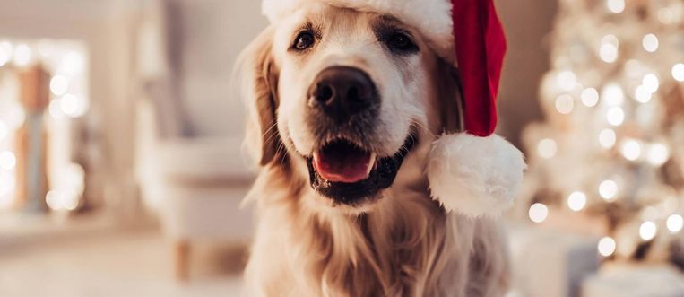 Dit is volgens onderzoek het favoriete kerstliedje van honden Beeld Getty Images