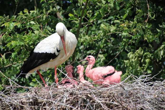 Bij de Avonturenboerderij zouden drie bijzondere vogels zijn geboren.