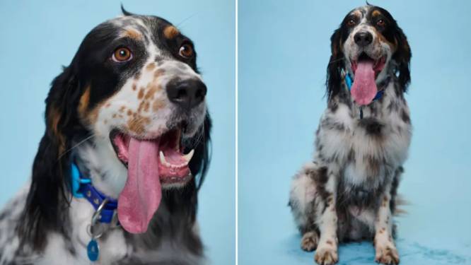Hond Bisbee heeft volgens Guinness World Record langste tong ter wereld