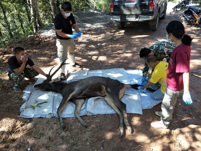 Het hert werd gevonden in Khun Sathan national park in Thailand.